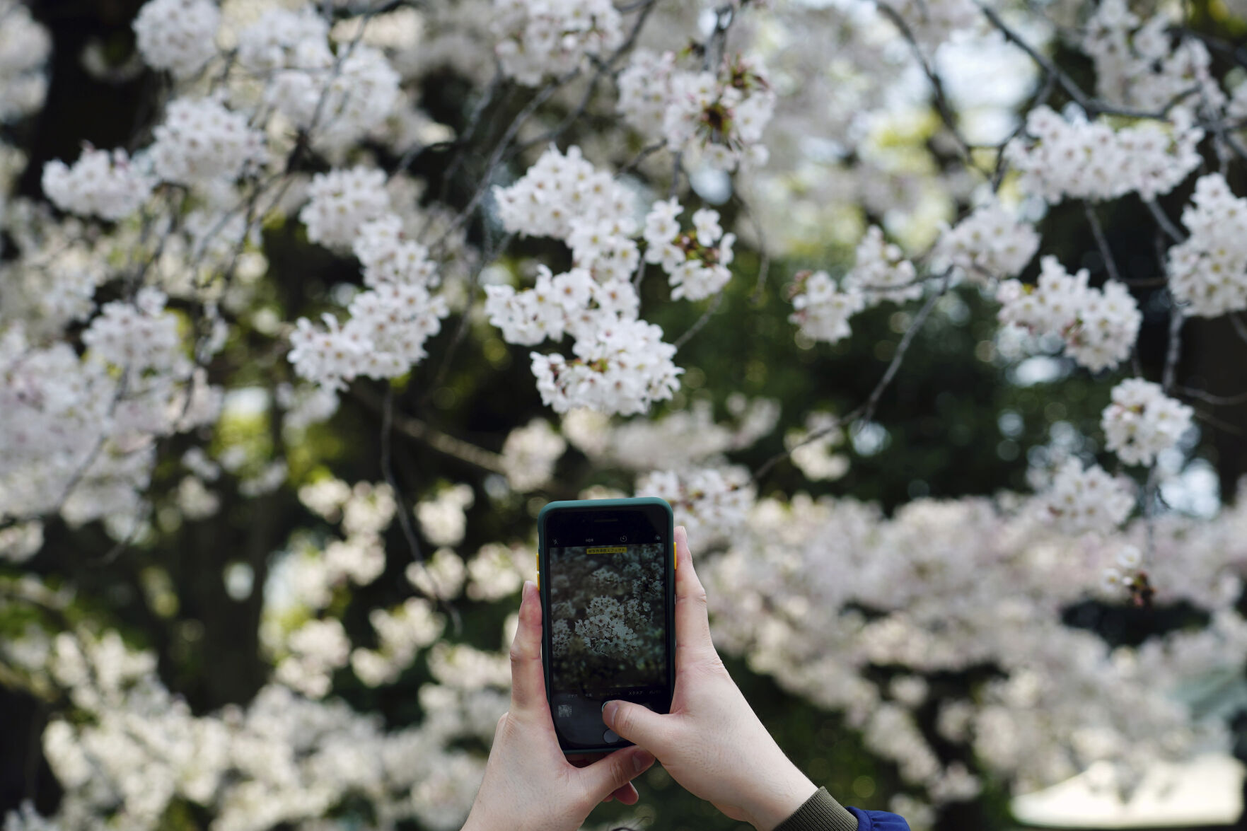 Japan Cherry Blossoms Photo Gallery